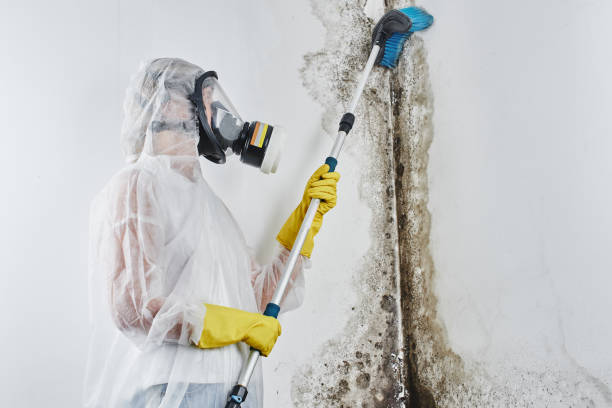 Best Black Mold Removal  in Norton, OH