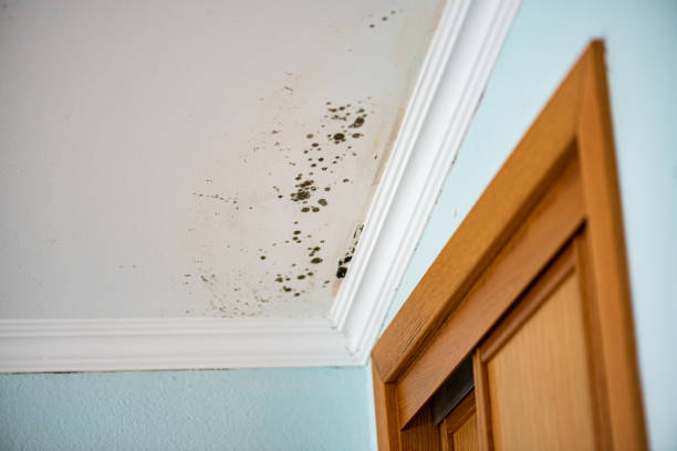 Best Attic Mold Removal  in Norton, OH
