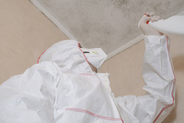 Best Mold Damage Repair  in Norton, OH