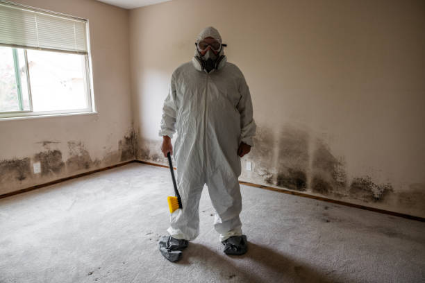 Best Local Mold Removal Service  in Norton, OH