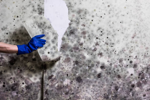 Best Fast Mold Removal  in Norton, OH