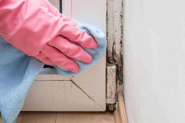 Mold Testing and Removal in Norton, OH