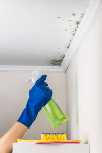 Best Residential Mold Removal  in Norton, OH